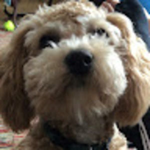 Meet your Posher, Theodore